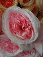 rosas flor floreciente belleza naturaleza y suave difuminar foto