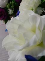 rosas flor floreciente belleza naturaleza y suave difuminar foto
