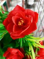 rosas flor floreciente belleza naturaleza y suave difuminar foto