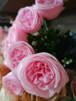 roses flower blooming beauty nature and soft blur photo