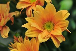 several sprigs of orange chrysanthemum flowers photo