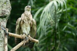 silbido águila o Haliastur esfenuro pájaro foto