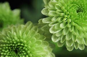 Chrysanthemum morifolium flower with green petals photo