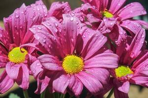 several stalks of purple chrysanthemums photo