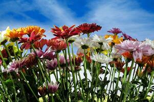 A group of chrysanthemums in the garden at the day photo