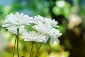 un puntilla de blanco crisantemo indicum flor foto