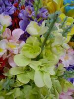 orchids flower blooming beauty nature colorful soft blur photo