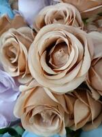 roses flower blooming beauty nature and soft blur photo