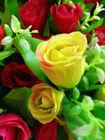 rosas flor floreciente belleza naturaleza y suave difuminar foto