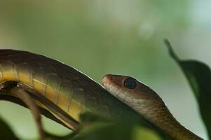 Boomslang Snake or Dispholidus typus photo