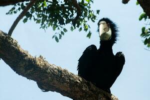 Julang Emas or Rhyticeros undulatus bird photo