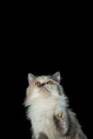 portrait of a persian breed cat felis catus photo