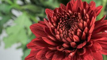 Close-up photo of red chrysanthemums indoors