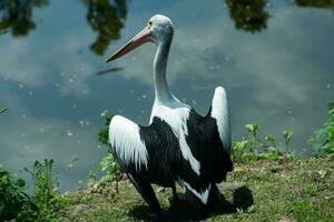 Burung Pelican or Pelecanus conspicillatus bird photo