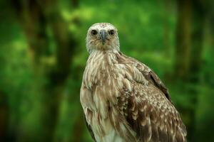 Whistling Eagle or Haliastur sphenurus bird photo