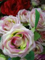 roses flower blooming beauty nature and soft blur photo