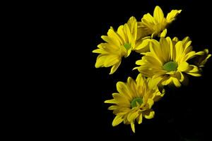 A Sprig of Yellow Chrysanthemum indicum Flower photo