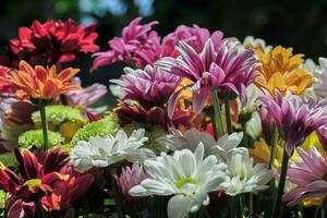 A group of chrysanthemums in the garden at the day photo