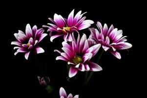 A Sprig of Purple Chrysanthemum Flower photo