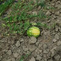 el creciente sandía en el campo foto