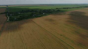 Field of ripe wheat. View from above. photo