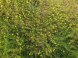 Top view of a flower clearing in the garden. Dandelions are yellow flowers and other flowers photo