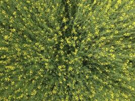 campo de floración violación. parte superior ver desde el zumbido. violación, un syderático planta con amarillo flores campo con siderates foto