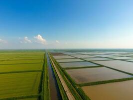 The rice fields are flooded with water. Flooded rice paddies. Agronomic methods of growing rice in the fields. photo