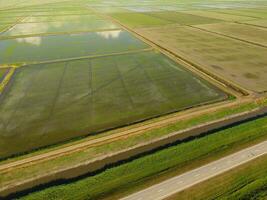 The rice fields are flooded with water. Flooded rice paddies. Agronomic methods of growing rice in the fields. photo