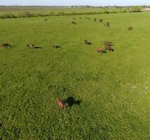 pasto caballos en el campo. disparo caballos desde cuadricóptero. pasto para caballos. foto