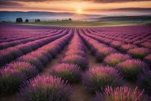 Scenic lavender fields at sunset photo