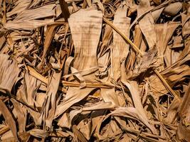 Several piles of dried banana leaves in residents' yards. photo