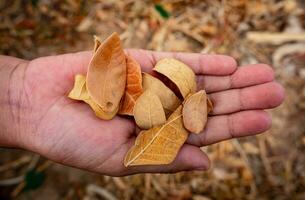 small dry leaves in a child's hand photo