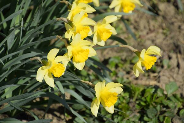 Blooming buds of daffodils in flower bed.