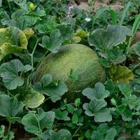 The growing melon in the field photo