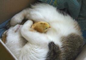 Cat warms chicken photo