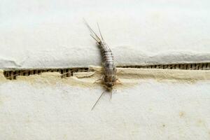 Insect feeding on paper - silverfish photo