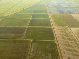 The rice fields are flooded with water. Flooded rice paddies. Agronomic methods of growing rice in the fields. photo