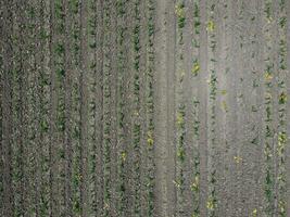 Seedlings of corn. Field of young corn. Shoots of corn on the field. Fodder corn for silage. photo