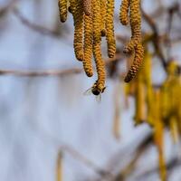 Pollination by bees earrings hazelnut. Flowering hazel hazelnut. photo