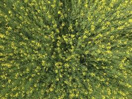 Field of flowering rape. Top view from the drone. Rape, a syderatic plant with yellow flowers. Field with siderates photo