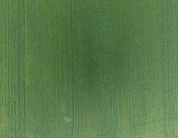 Texture of wheat field. Background of young green wheat on the field. Photo from the quadrocopter. Aerial photo of the wheat field