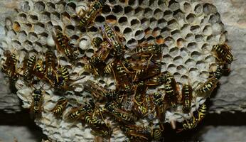 Wasp nest with wasps sitting on it. Wasps polist. The nest of a family of wasps which is taken a close-up photo