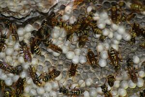 Wasp nest with wasps sitting on it. Wasps polist. The nest of a family of wasps which is taken a close-up photo