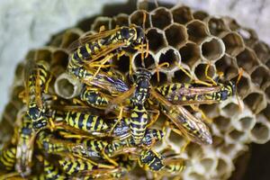 Wasp nest with wasps sitting on it. Wasps polist. The nest of a photo