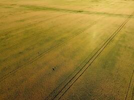 Ripening wheat. Green unripe wheat is a top view. Wheat field photo