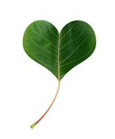 leaf heart isolated photo