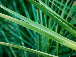 Abstract grass texture background photo