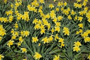 Blooming buds of daffodils in flower bed. photo
