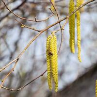 Pollination by bees earrings hazelnut. Flowering hazel hazelnut. photo